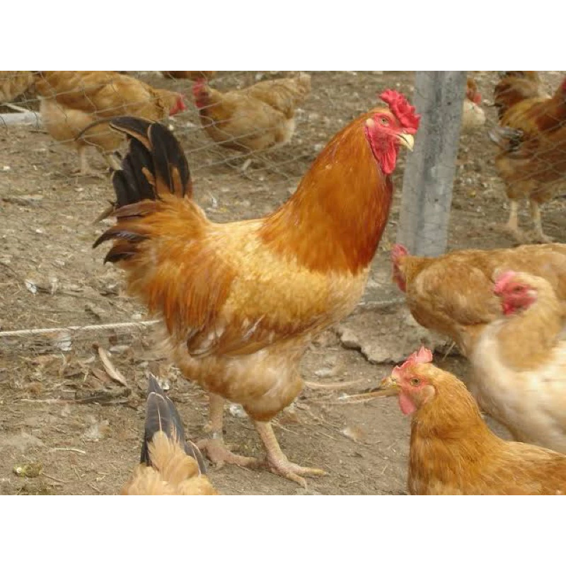 ไข่เชื้อ พันธุ์แท้ ไก่ตะเภาแก้ว ตะเภาทอง 1 ชุด 3 ใบ(เคลมเชื้อฟรีกรณีไม่มีเชื้อ)