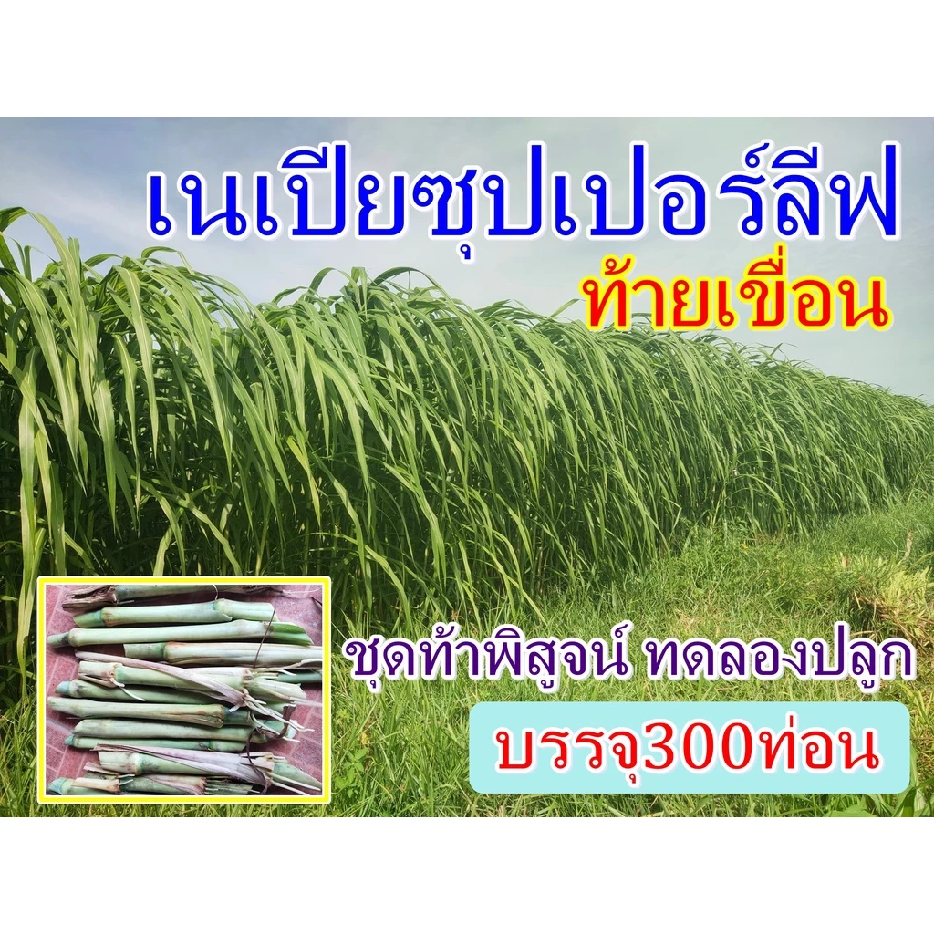 พันธุ์หญ้าเนเปียซุปเปอร์ลีพ ท้ายเขื่อน (300ท่อน) เนเปียโตไว หญ้าสายพันธุ์ใหม่ทนแล้ง