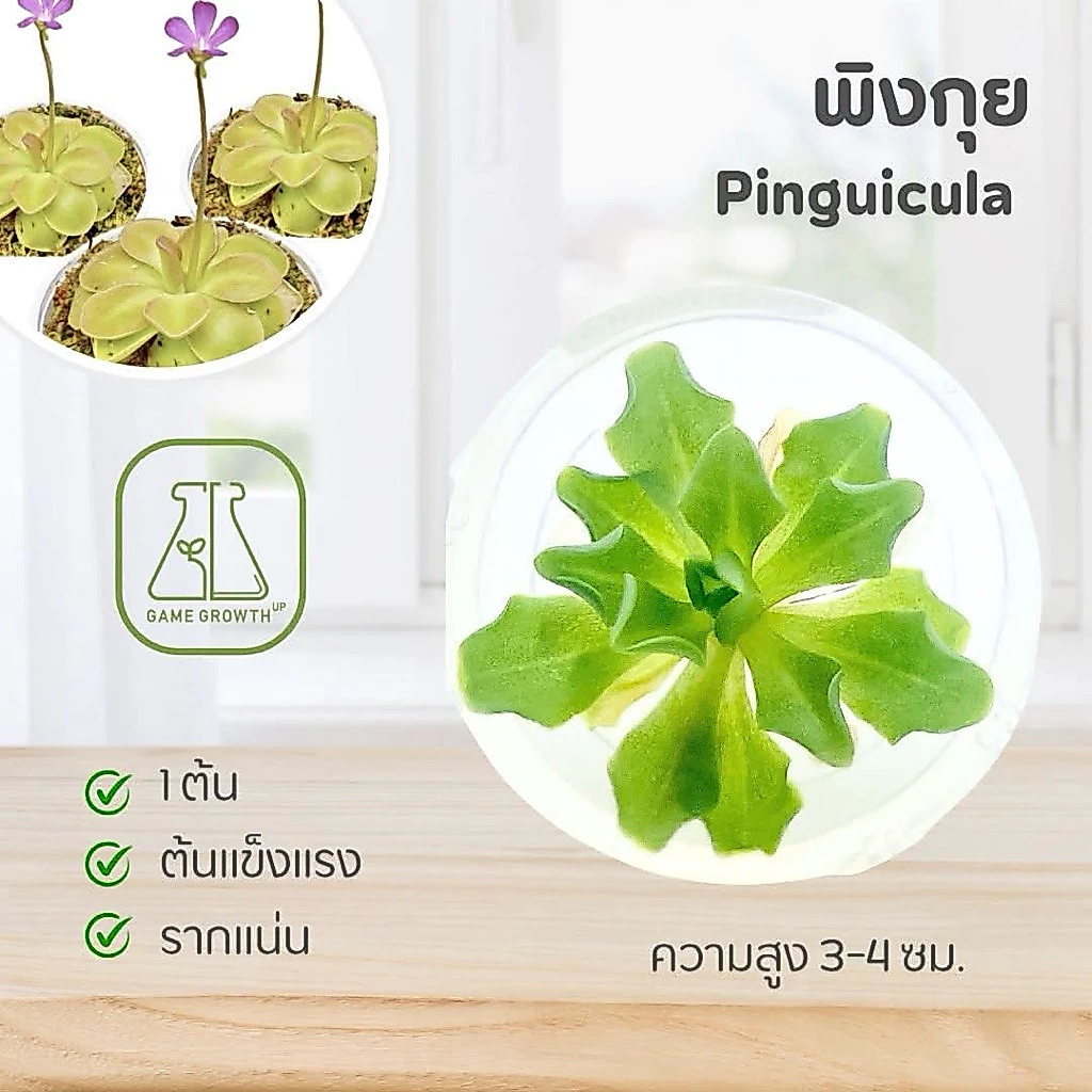 ไม้กินแมลง พิงกุย : Pinguicula ไม้เนื้อเยื่อ