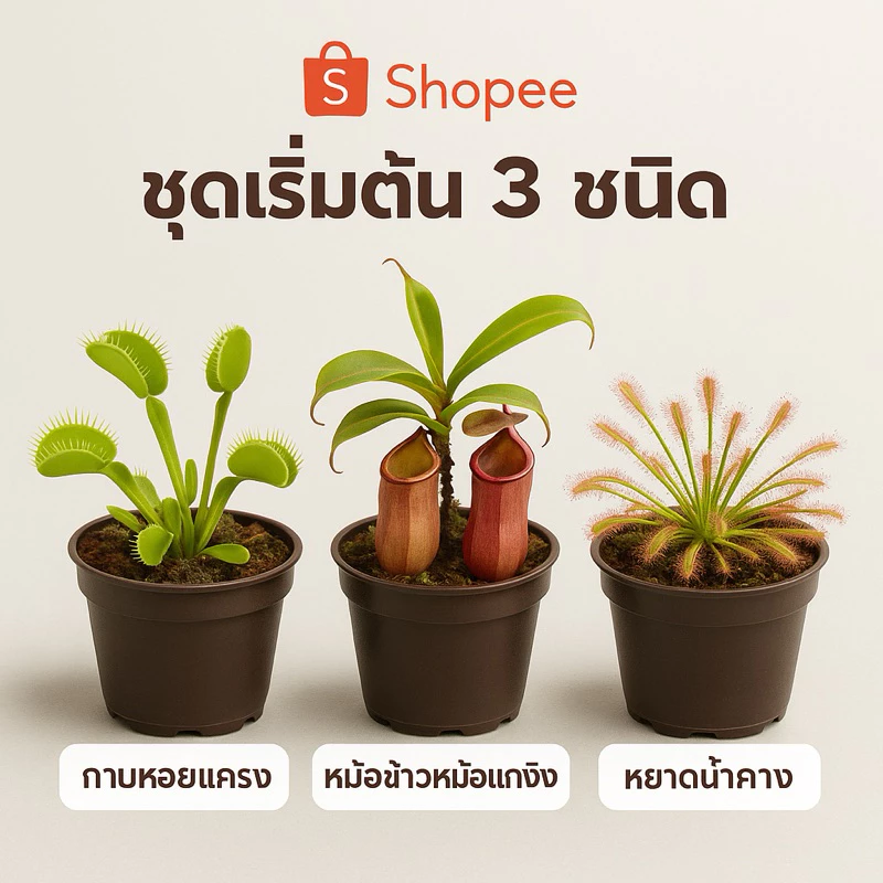 Set พิเศษ! รวมดาวเด่น “ไม้กินแมลง” สำหรับนักสะสมและมือใหม่ กาบหอยแครง หม้อข้าวหม้อแกงลิง หยาดน้ำค้าง ซาราซีเนีย ต้นจริง