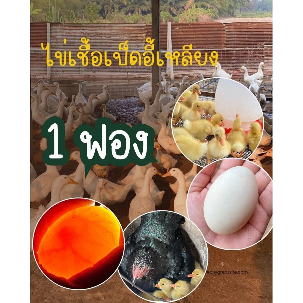 ไข่เชื้อเป็ดอี้เหลียง มีเชื้อแน่นอน เลี้ยงง่ายโตเร็ว