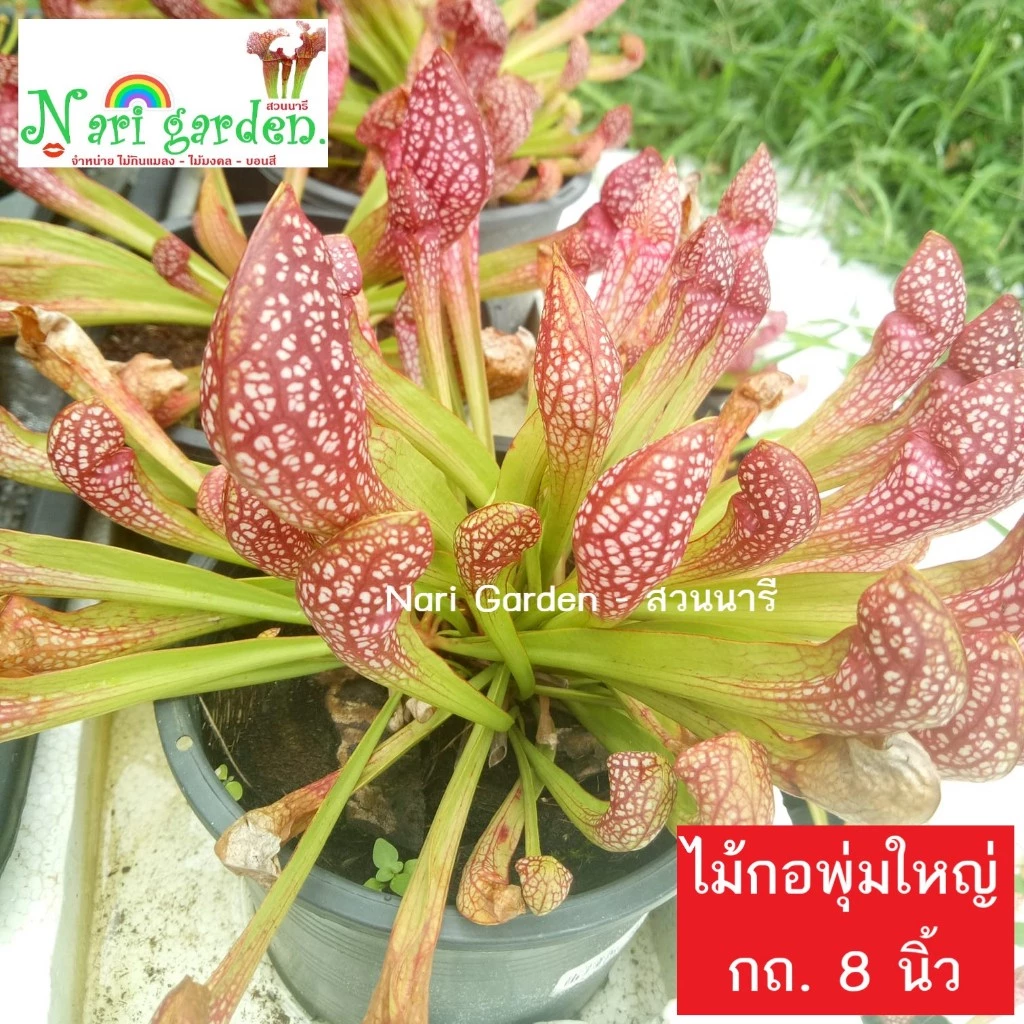 (ไม้กอพุ่ม-ส่งทั้งกระถาง 8 นิ้ว) ต้นซาราซิเนีย พันธุ์ สกาเล็ตเบล (Sarracenia x Scaret belle) ไม้กินแมลง ใบกระเปราะสวย