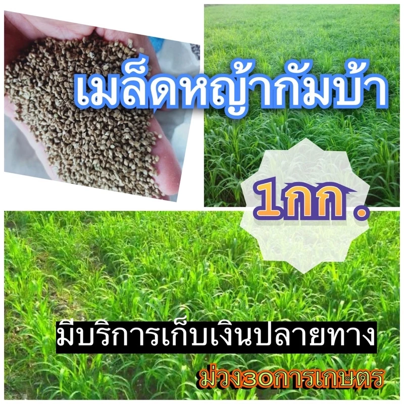 กัมบ้า เมล็ดหญ้ากัมบ้า 1 กิโลกรัม พร้อมปลูก(รับประกันการงอก) หญ้าเลี้ยงสัตว์ หญ้า พันธ์ุหญ้า หญ้าเลี้ยงวัว ควาย