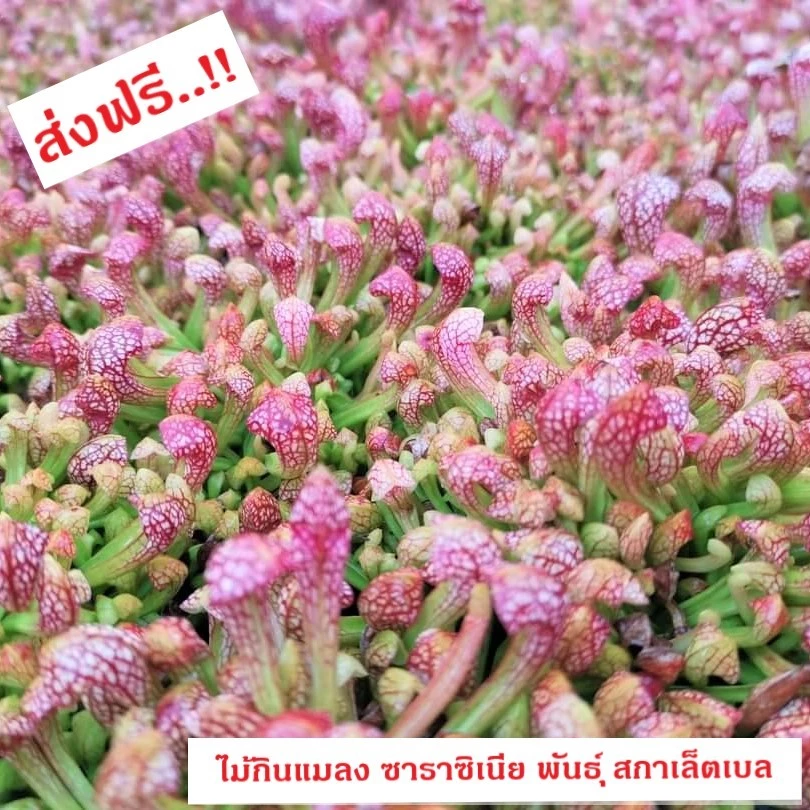 ต้นซาราซิเนีย พันธุ์ สกาเล็ตเบล (Sarracenia x Scaret belle) (ส่งทั้งกระถาง 3 - 8 นิ้ว) ไม้กินแมลง ใบกระเปราะสวย ชอบแดด