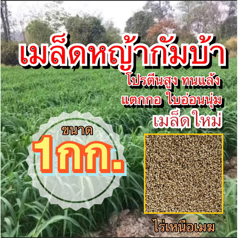 กัมบ้า เมล็ดหญ้ากัมบ้า 1 กิโลกรัม #พร้อมปลูก(รับประกันการงอก) หญ้าเลี้ยงสัตว์ หญ้า พันธ์ุหญ้า หญ้าเลี้ยงวัว ควาย