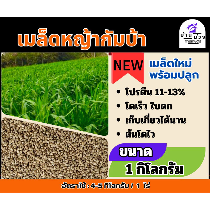 กัมบ้า เมล็ดหญ้ากัมบ้า 1 กิโลกรัม #พร้อมปลูก(รับประกันการงอก) หญ้าเลี้ยงสัตว์ หญ้า พันธ์ุหญ้า หญ้าเลี้ยงวัว ควาย