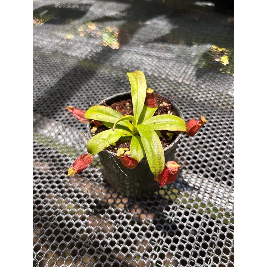 ไม้กินแมลง หม้อข้าวหม้อแกงลิง (Nepenthes)