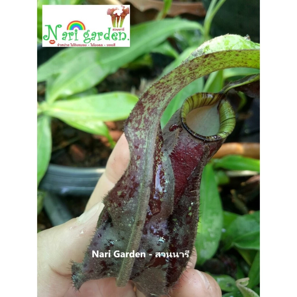 (ส่งทั้งกระถาง 3 - 4 นิ้ว) ต้นหม้อข้าวหม้อแกงลิง พันธุ์ N.Mirabilis wing x Mirabilis black miracle ไม้กินแมลง ไม้แต่งสวน