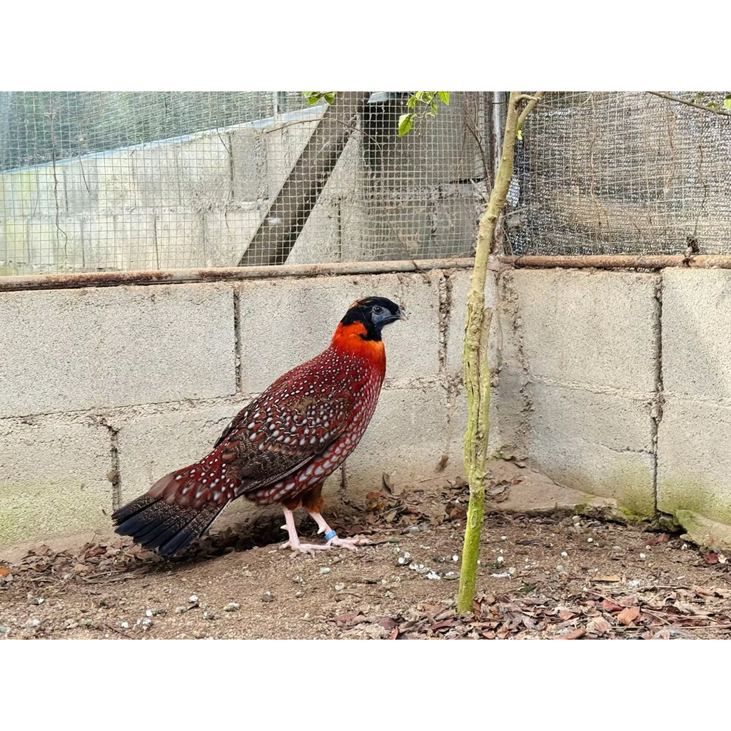 ไข่เชื้อไก่ป่าวูฟออเร้น ไก่ป่าสวิชเซอแลนด์ ไก่สวยงาม ไก่สีสัน ไข่ฟัก