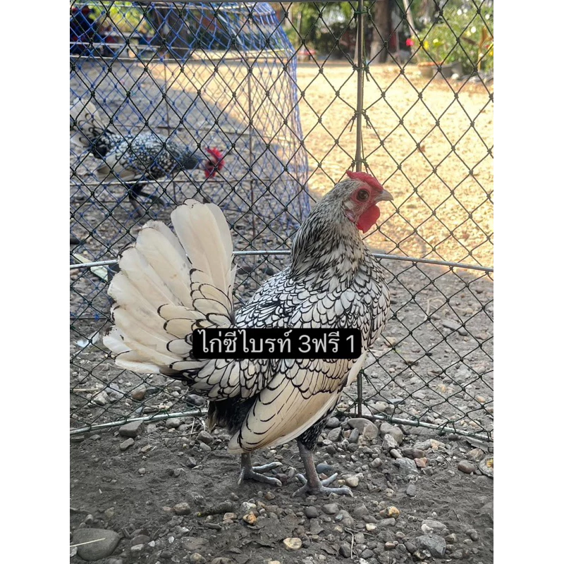 ไข่เชื้อไก่ซีไบรท์ สีเงินซิลเวอร์ สีคมชัดสวยงาม ไข่สดเก็บใหม่ประกันแตกร้าว