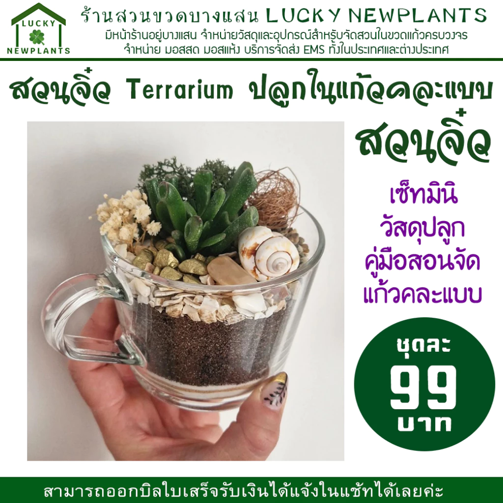 Terrarium สวนในแก้ว ไซต์มินิ แก้วคละแบบ ชุดละ 99 บาท ซื้อ 2 แถมฟรี 1 ภาพที่ 3