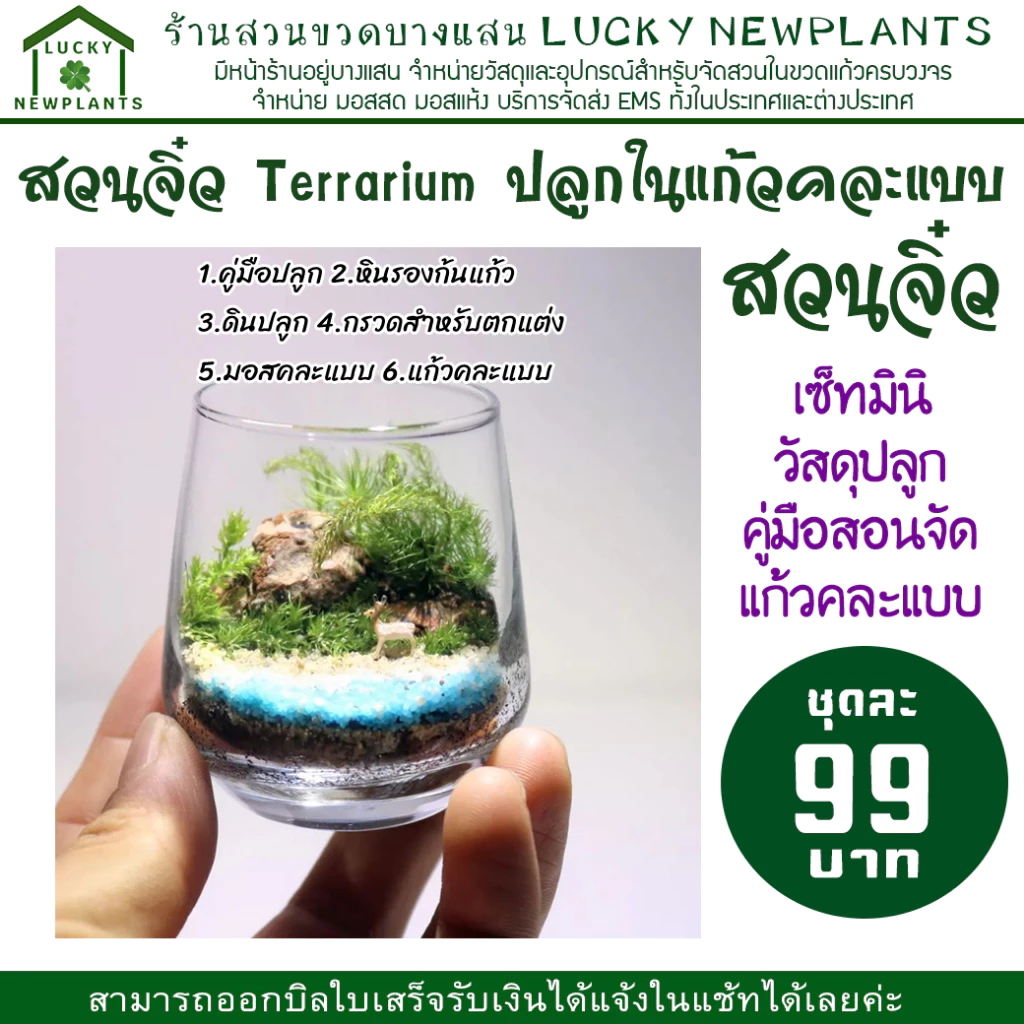 Terrarium สวนในแก้ว ไซต์มินิ แก้วคละแบบ ชุดละ 99 บาท ซื้อ 2 แถมฟรี 1 ภาพที่ 4