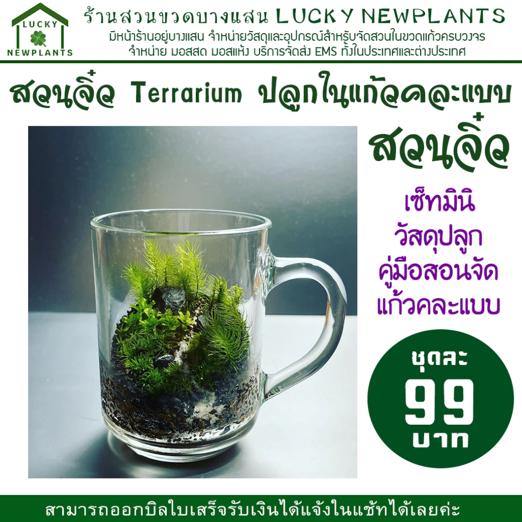 Terrarium สวนในแก้ว ไซต์มินิ แก้วคละแบบ ชุดละ 99 บาท ซื้อ 2 แถมฟรี 1 ภาพที่ 5