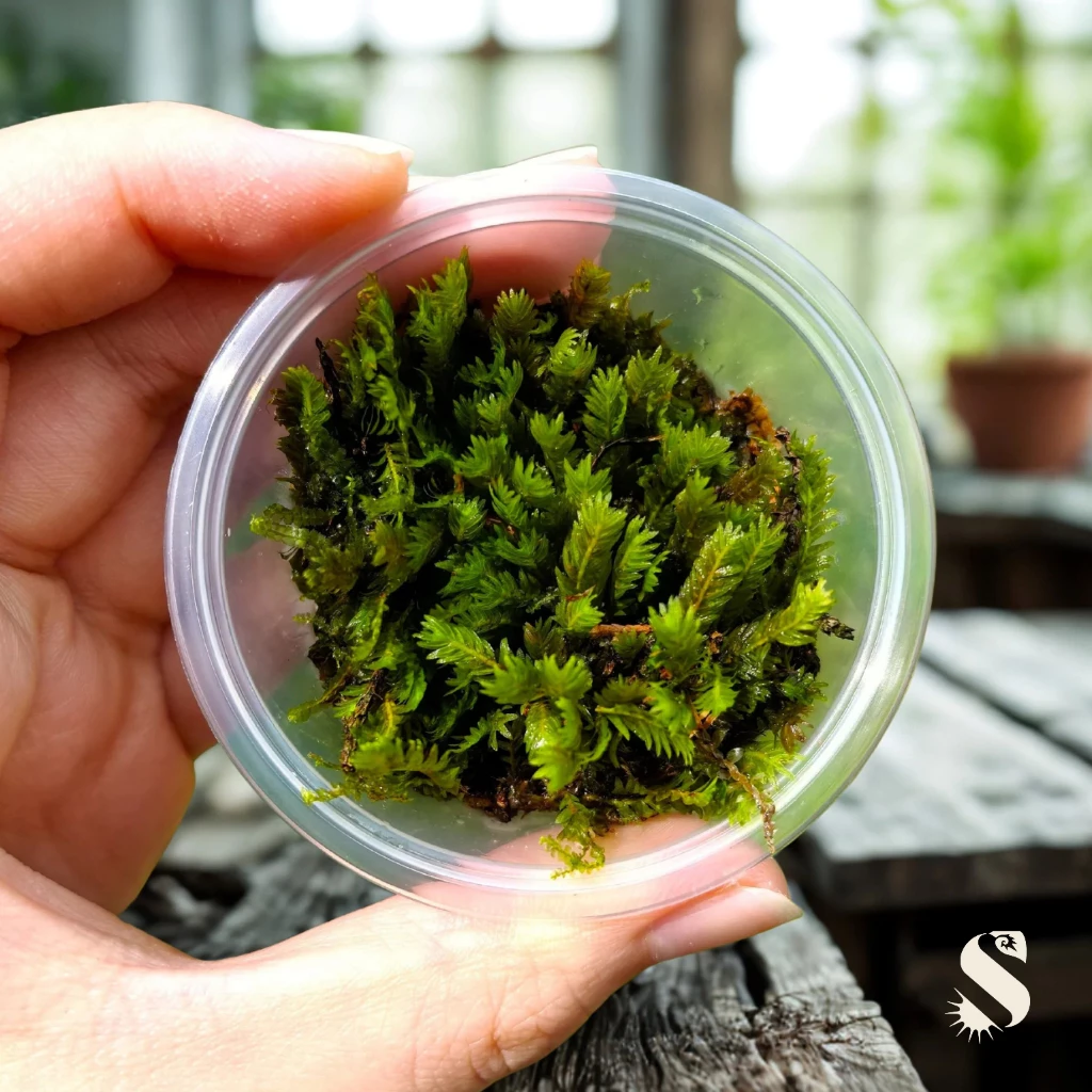Fisside Nobilis Moss, Terrarium, Aquarium, Live Moss, Terrarium Plant, กระจก,活体, Lumut Hidup, Lumut Terrarium, ภาพที่ 2