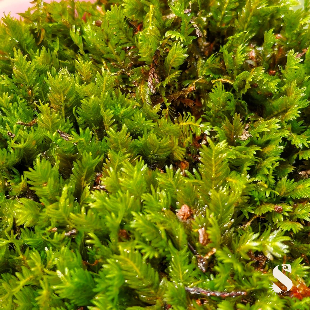 Fisside Nobilis Moss, Terrarium, Aquarium, Live Moss, Terrarium Plant, กระจก,活体, Lumut Hidup, Lumut Terrarium, ภาพที่ 3