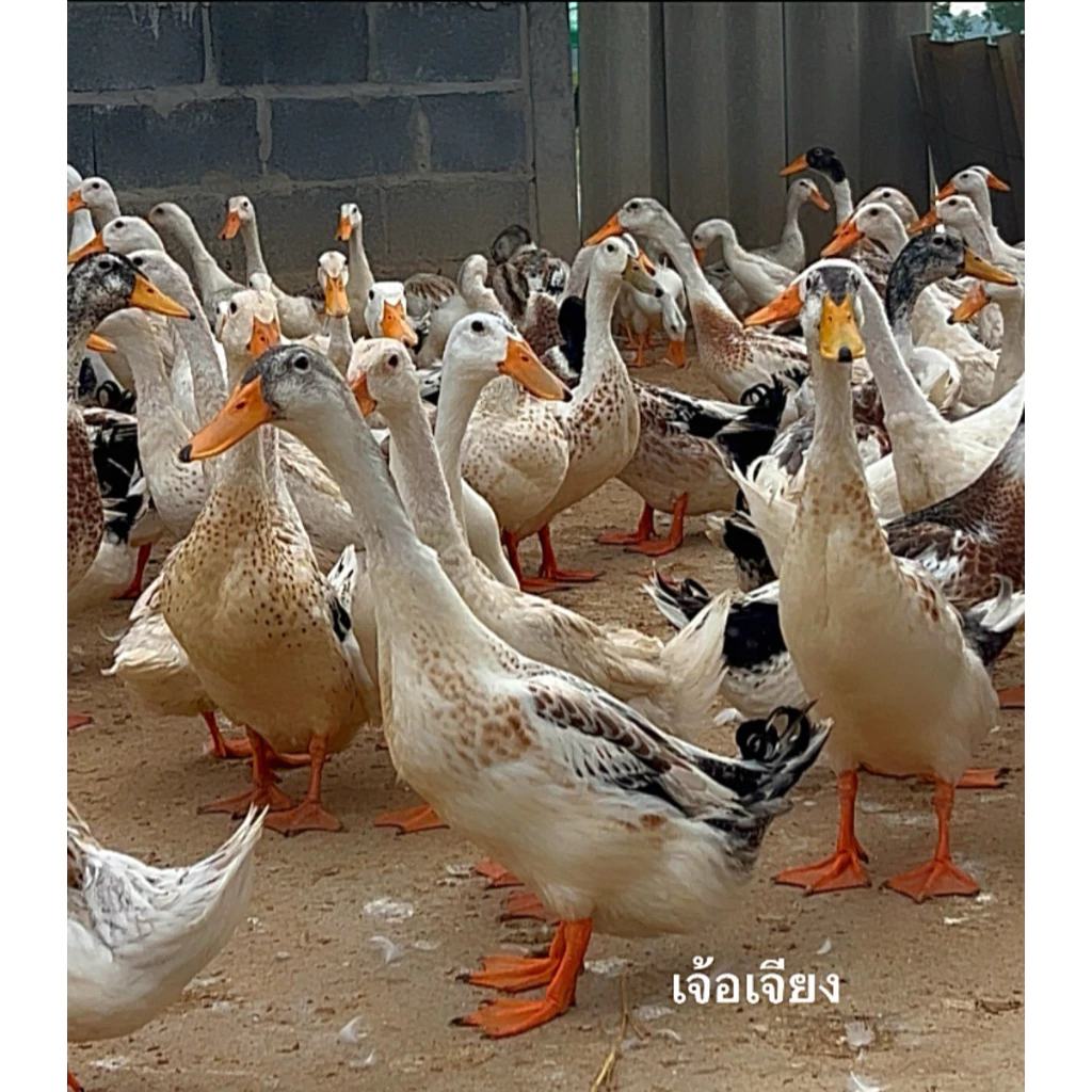 เชื้อไข่ เป็ด เจ้อเจียง เป็ดไข่ไว ไข่ดก แท้100% หรือน้องเป็ดยีราฟ นำเข้าสวยงาม สำหรับฟักตู้ ภาพที่ 5