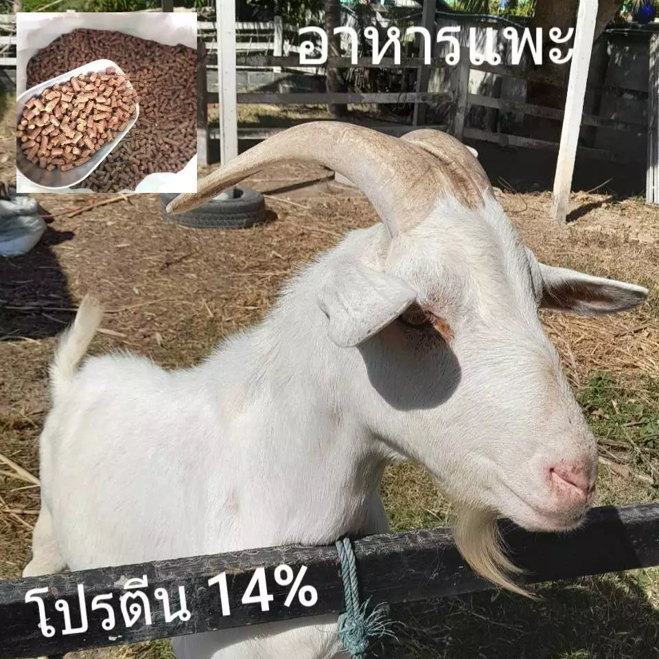 อาหารแพะ อาหารแกะ อัดเม็ด บรรจุถุง 1 กิโลกรัม ภาพที่ 2