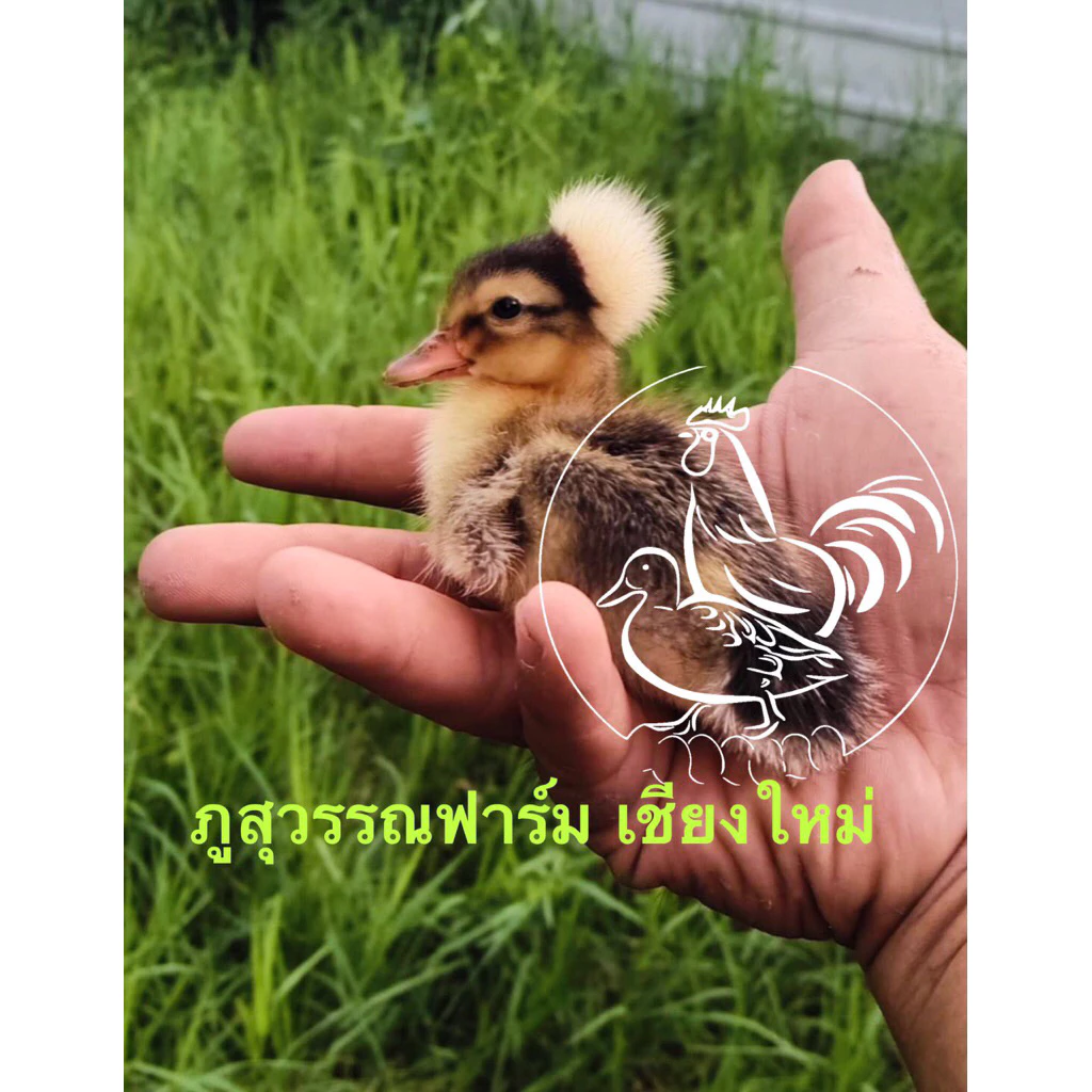 ชุดสุดคุ้ม ไข่เชื้อเป็ดมัลลาร์ดผสมเป็ดหัวจุก เป็นเป็ดไข่กึ่งสวยงาม 15 ฟอง ภาพที่ 2