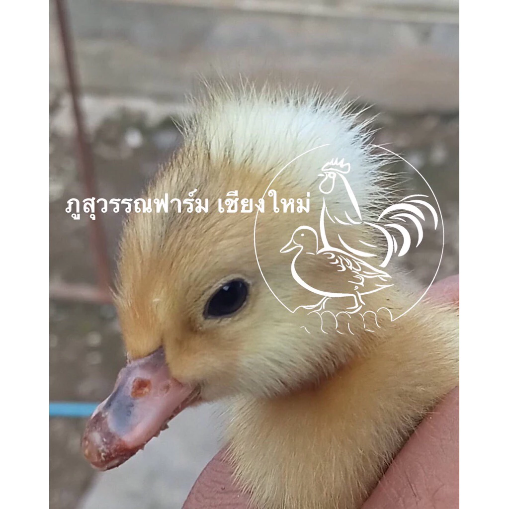 ชุดสุดคุ้ม ไข่เชื้อเป็ดมัลลาร์ดผสมเป็ดหัวจุก เป็นเป็ดไข่กึ่งสวยงาม 15 ฟอง ภาพที่ 5