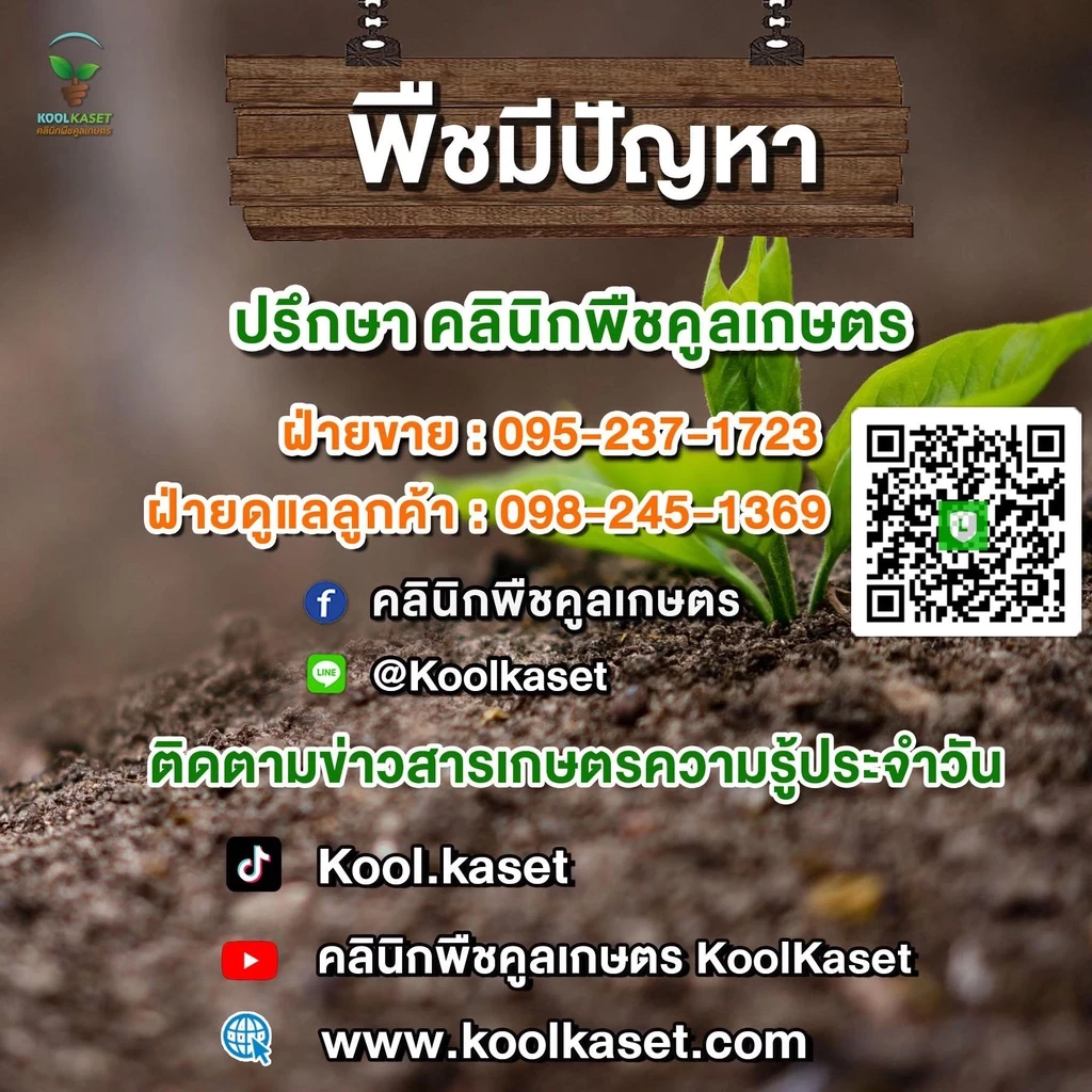 จำหน่าย อาหารสัตว์ สุนัข แมว ปลากินพืช ปลาสวยงาม กบ เป็ด หมู ไก่เนื้อ ไก่ไข่ สอบถาม คูลเกษตร KK1 ภาพที่ 3