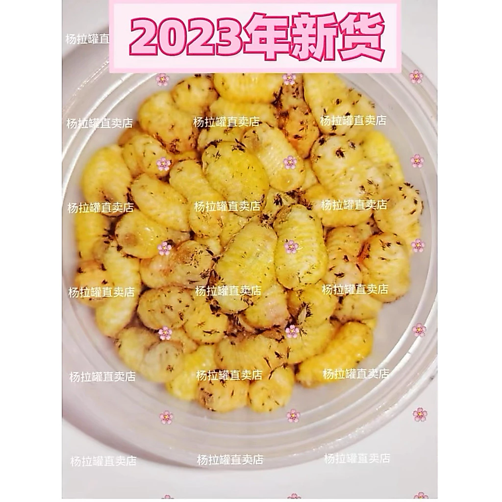 ชีสจิ๋วแบบแกะแล้วโปรตีนสัตว์ฟันแทะ ภาพที่ 4