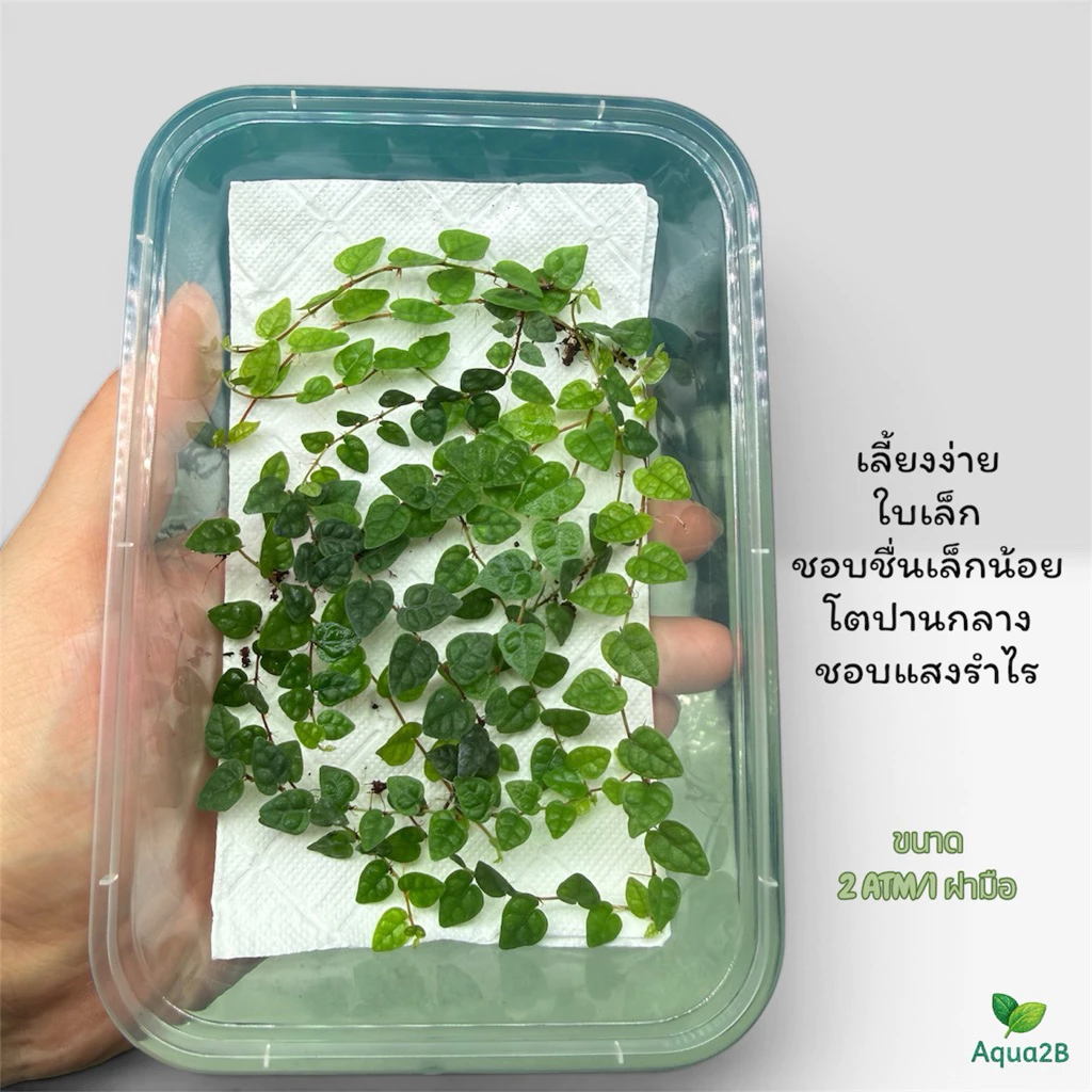 ต้นตีนตุ๊กแกแคระ Ficus pumila Oak Leaf จัดตู้เทอร์ราเรี่ยม Terrarium ภาพที่ 2
