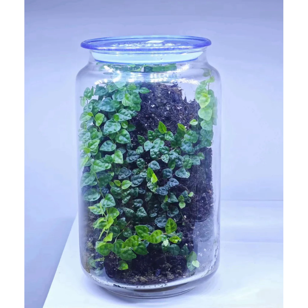 ต้นตีนตุ๊กแกแคระ Ficus pumila Oak Leaf จัดตู้เทอร์ราเรี่ยม Terrarium ภาพที่ 3