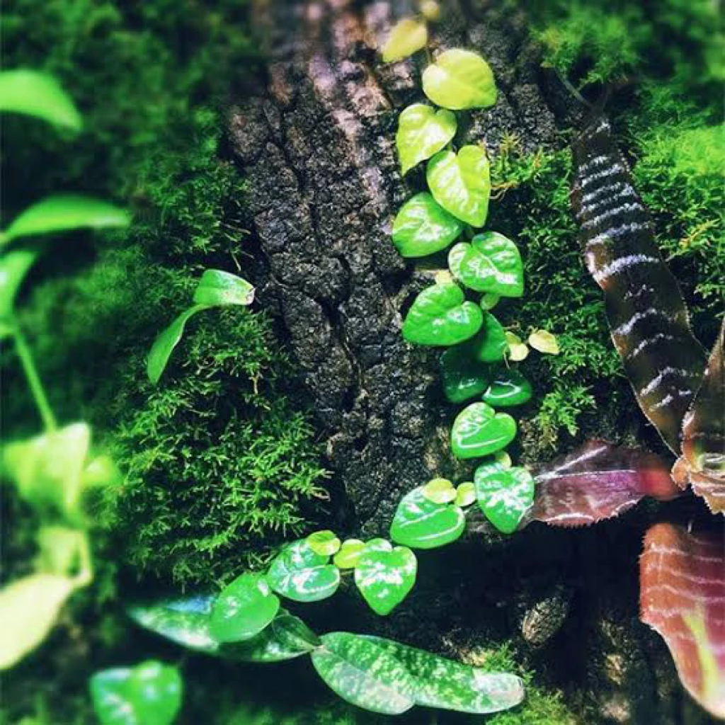 ต้นตีนตุ๊กแกแคระ Ficus pumila Oak Leaf จัดตู้เทอร์ราเรี่ยม Terrarium ภาพที่ 4