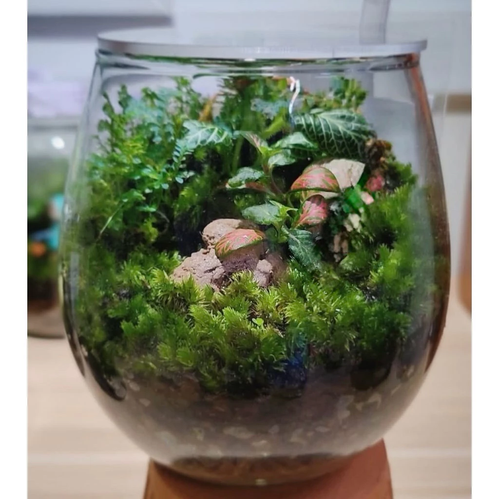 พร้อมส่ง สวนขวดแก้วทรงมูจิ (พร้อมฝาปิด อะคลิลิคใส) Terrarium ของขวัญ ของแต่งบ้าน ภาพที่ 4