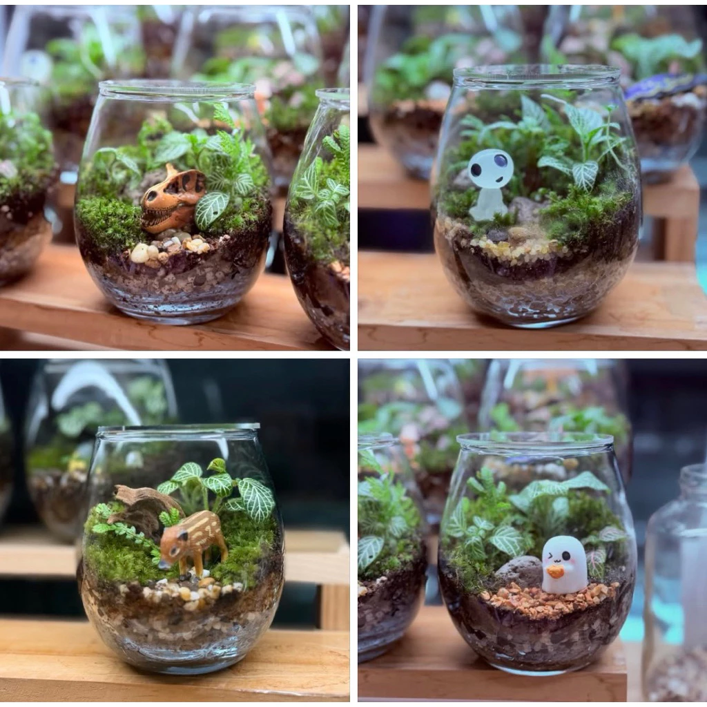 พร้อมส่ง สวนขวดแก้วทรงมูจิ (พร้อมฝาปิด อะคลิลิคใส) Terrarium ของขวัญ ของแต่งบ้าน ภาพที่ 5