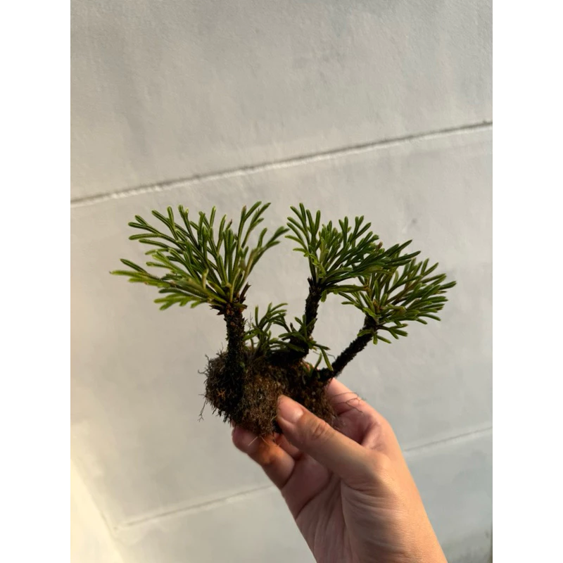 ดอกหินเวียดนาม จัดตู้ระบบชื้น ระบบปิด Terrarium Selaginella tamariscina ภาพที่ 2
