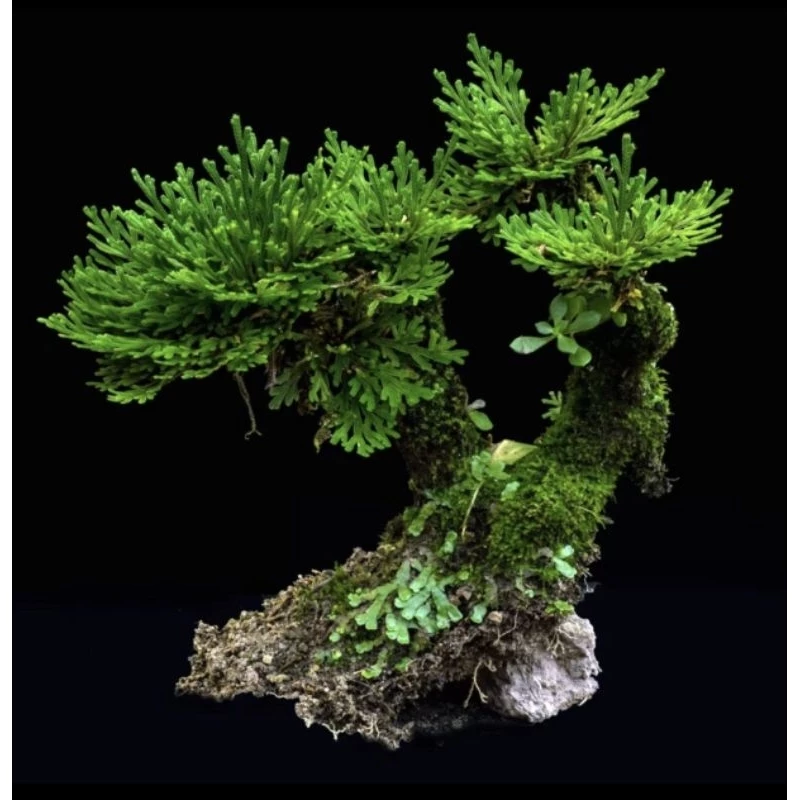 ดอกหินเวียดนาม จัดตู้ระบบชื้น ระบบปิด Terrarium Selaginella tamariscina ภาพที่ 3