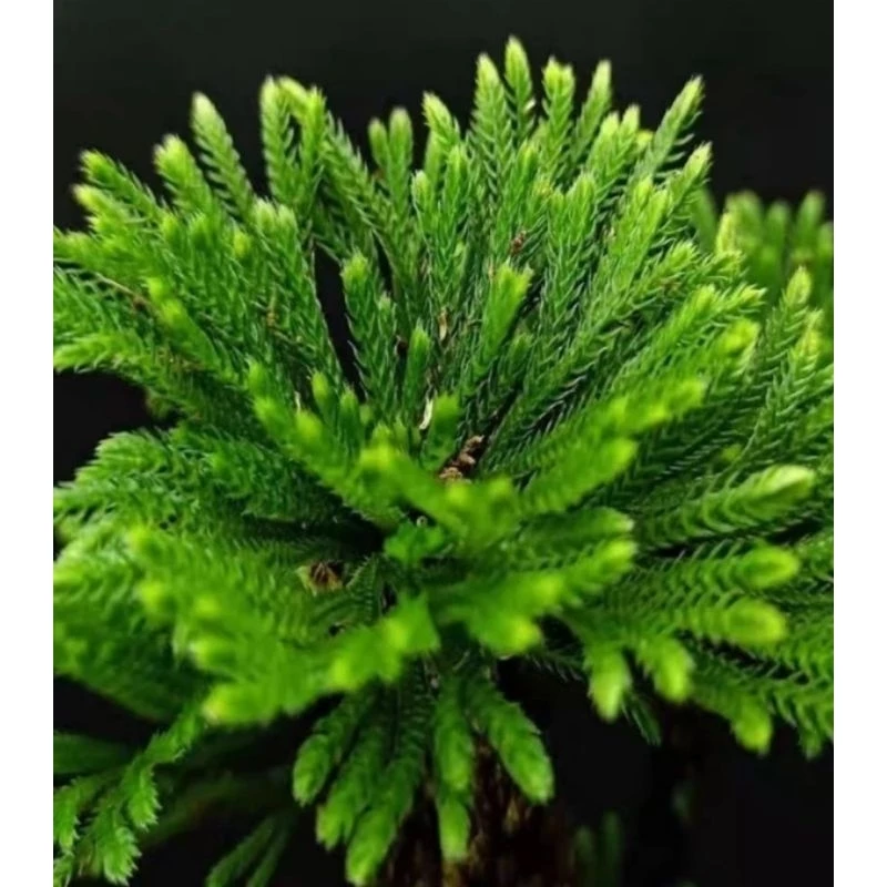 ดอกหินเวียดนาม จัดตู้ระบบชื้น ระบบปิด Terrarium Selaginella tamariscina ภาพที่ 4