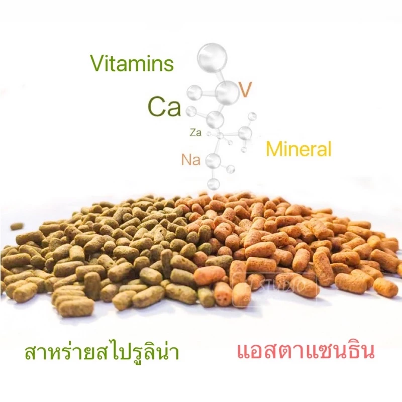 อาหารเต่าหับ Macfn BoxTurtle food เต่าครึ่งบกครึ่งน้ำ เต่าน้ำ เต่าหับ เต่าญี่ปุ่น ช่วยทำให้การขับถ่ายของเต่าดีขึ้น ภาพที่ 3