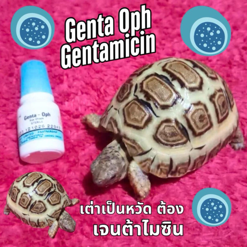 เจน เต่า ต้า เต่า ไม เต่า ซิน เต่า เต่าบก สัตว์ทุกชนิด ภาพที่ 3