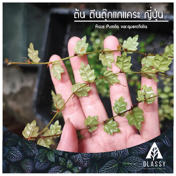 กิ่งตัดสด ต้นตีนตุ๊กแกแคระ ญี่ปุ่น ใบโอ๊ค Ficus Pumila var.quercifolia ต้นไม้ตกแต่งTerrarium สวนตู้ชื้น ภาพที่ 2
