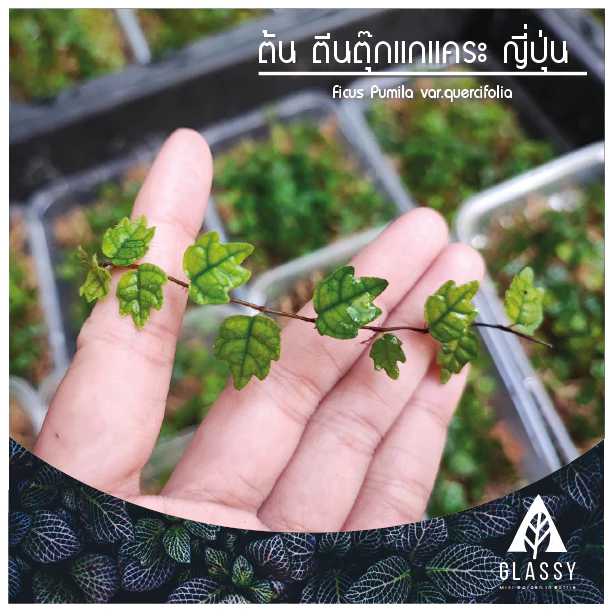 กิ่งตัดสด ต้นตีนตุ๊กแกแคระ ญี่ปุ่น ใบโอ๊ค Ficus Pumila var.quercifolia ต้นไม้ตกแต่งTerrarium สวนตู้ชื้น ภาพที่ 3