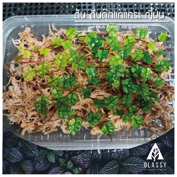 กิ่งตัดสด ต้นตีนตุ๊กแกแคระ ญี่ปุ่น ใบโอ๊ค Ficus Pumila var.quercifolia ต้นไม้ตกแต่งTerrarium สวนตู้ชื้น ภาพที่ 5