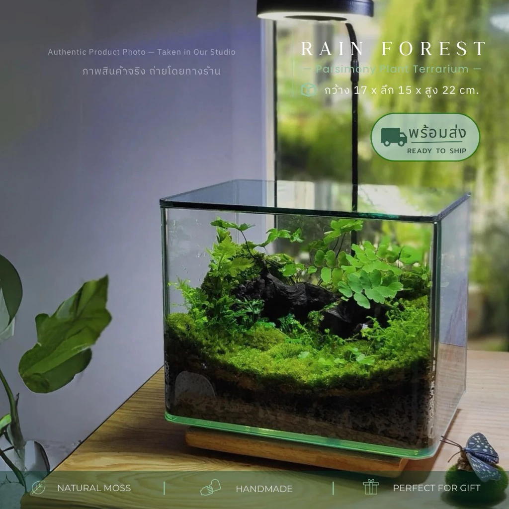 สวนขวดแก้วขอบโค้งนาโน+ฝาอะคลิลิค terrarium ของแต่งบ้าน ของขวัญ ภาพที่ 2