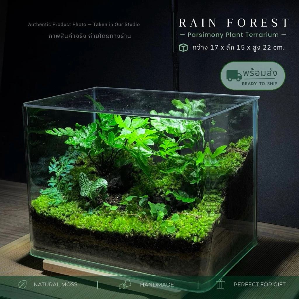 สวนขวดแก้วขอบโค้งนาโน+ฝาอะคลิลิค terrarium ของแต่งบ้าน ของขวัญ ภาพที่ 3