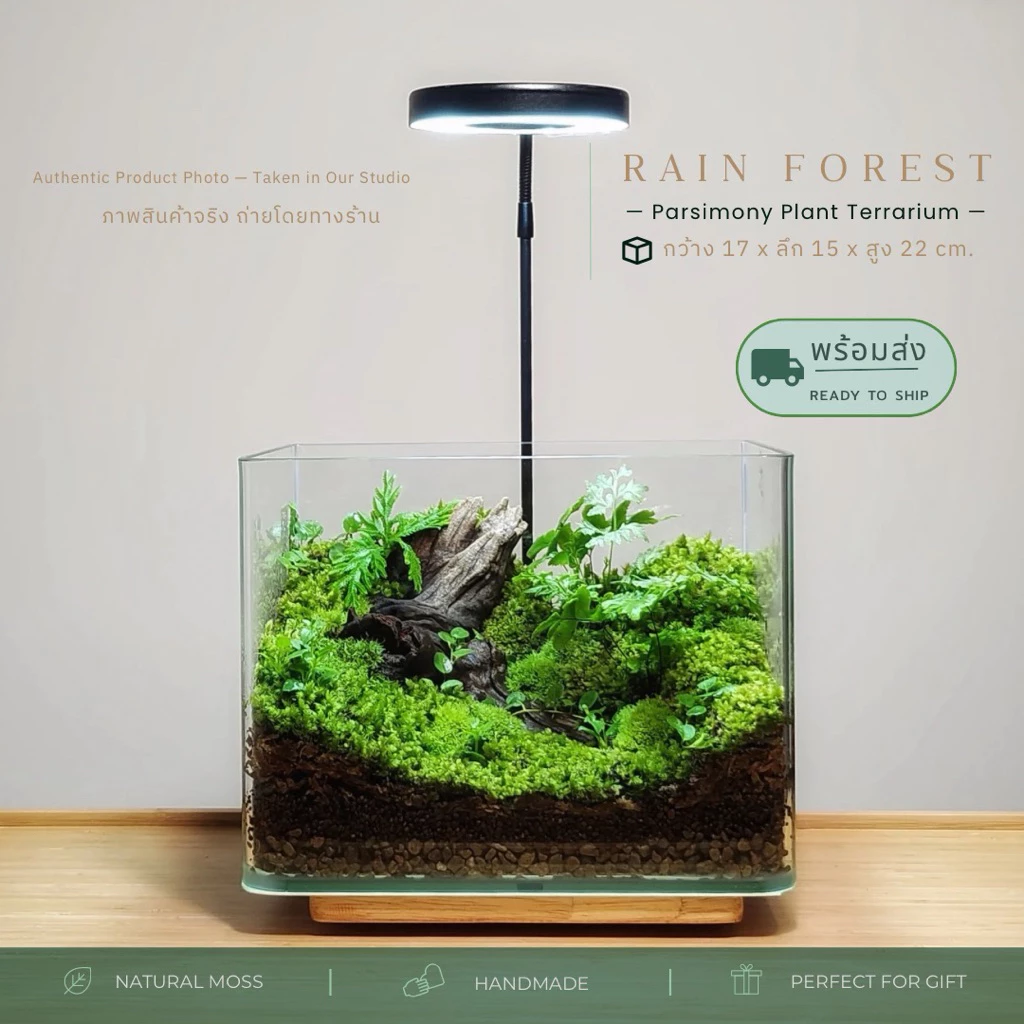 สวนขวดแก้วขอบโค้งนาโน+ฝาอะคลิลิค terrarium ของแต่งบ้าน ของขวัญ ภาพที่ 5