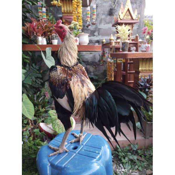 วิตามินบำรุงไก่ชน ชุดเลี้ยงไก่ชน บำรุงไก่ชน อาหารเสริมไก่ชน วิตามินโปรตีนและกรดอะมิโนสูตรเข้มข้นมีส่วนผสมมากกว่า30ชนิด ภาพที่ 2