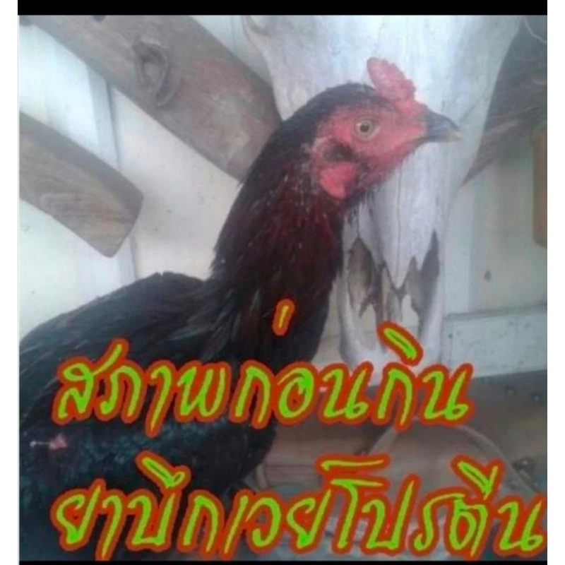 ชุดเลี้ยงไก่ชน บึกเวย์โปรตีนไก่ชน ขนาดบรรจุ 100 เม็ด ยาบำรุงไก่ชนสร้างกล้ามเนื้อให้ไก่ชนแข็งแรงทนต่อแรงปะทะ ภาพที่ 3