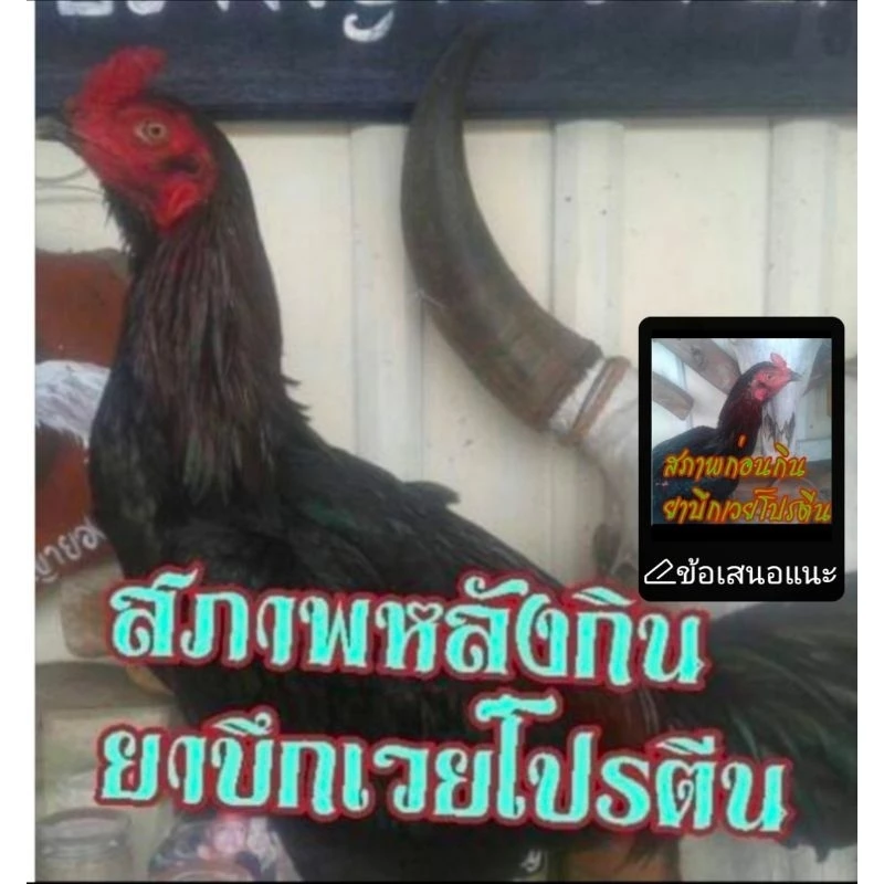 ชุดเลี้ยงไก่ชน บึกเวย์โปรตีนไก่ชน ขนาดบรรจุ 100 เม็ด ยาบำรุงไก่ชนสร้างกล้ามเนื้อให้ไก่ชนแข็งแรงทนต่อแรงปะทะ ภาพที่ 4