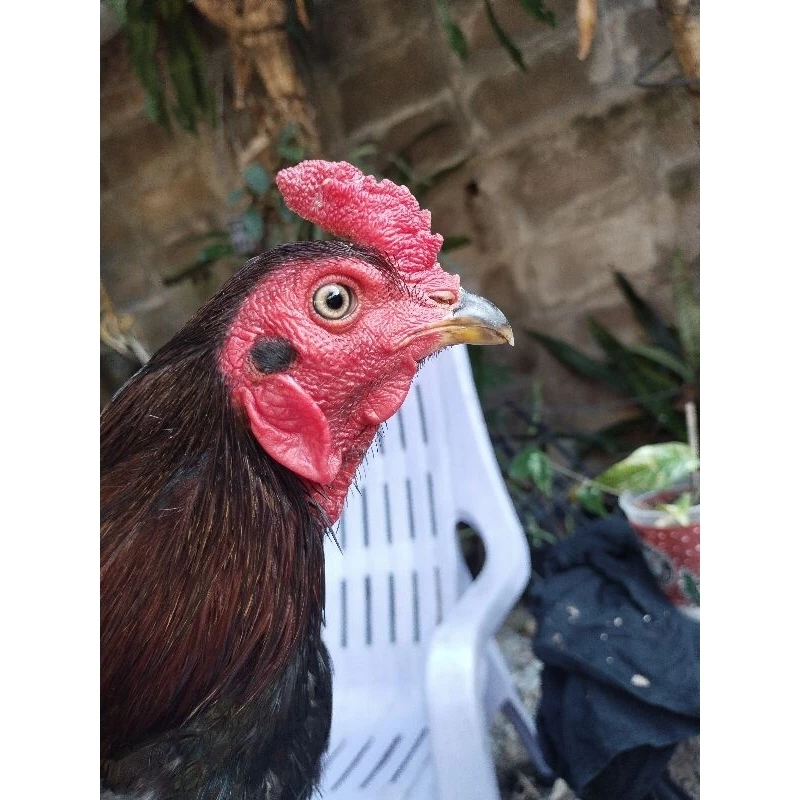 ชุดเลี้ยงไก่ชน บึกเวย์โปรตีนไก่ชน ขนาดบรรจุ 100 เม็ด ยาบำรุงไก่ชนสร้างกล้ามเนื้อให้ไก่ชนแข็งแรงทนต่อแรงปะทะ ภาพที่ 5