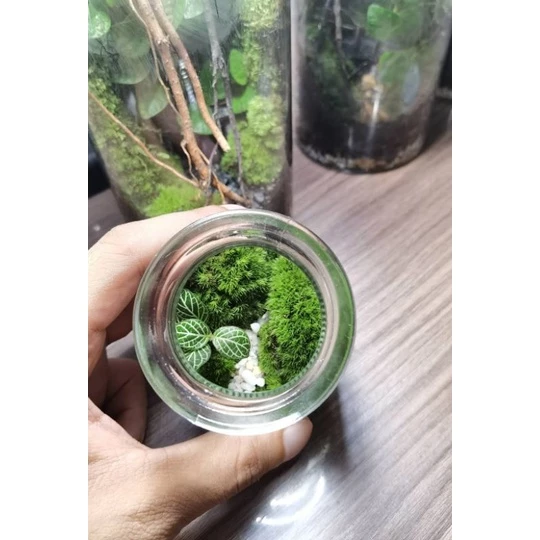สวนขวดแก้ว(Terrarium)ขนาดเล็กมินิมอล ภาพที่ 4