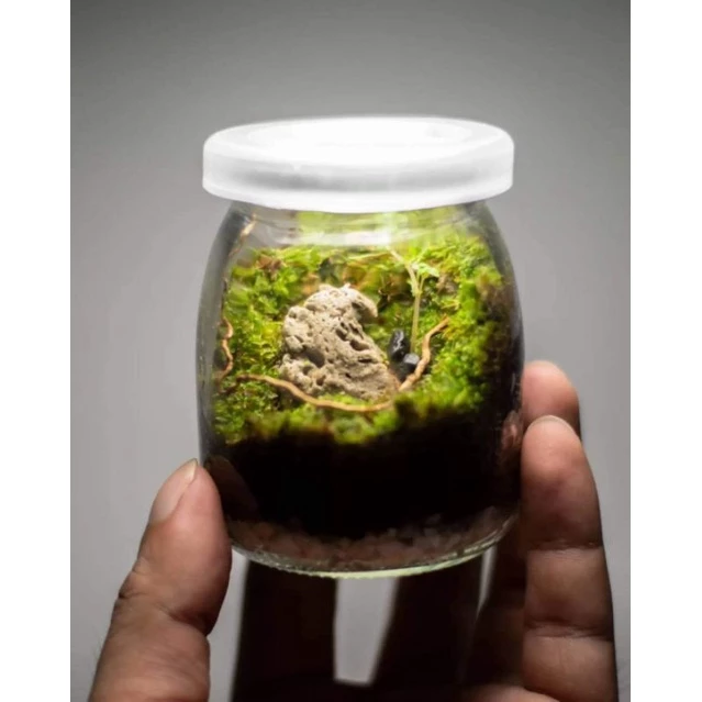 สวนขวดแก้ว(Terrarium)ขนาดเล็กมินิมอล ภาพที่ 5