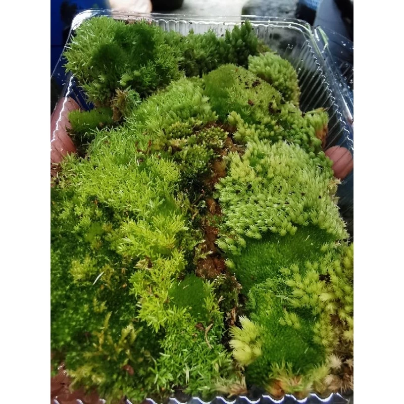 มอสรวม​2-4สายพันธุ์​จากยะลา​ รวมหลายสายพันธุ์​ในกล่องเดียว​ เก็บสดตามออเดอร์ ภาพที่ 4