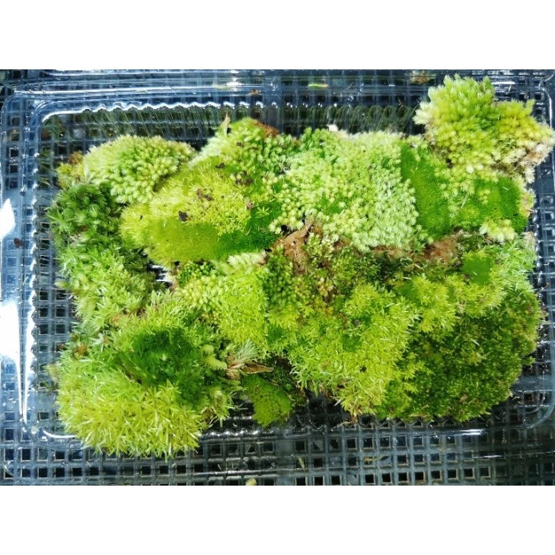 มอสรวม​2-4สายพันธุ์​จากยะลา​ รวมหลายสายพันธุ์​ในกล่องเดียว​ เก็บสดตามออเดอร์ ภาพที่ 5