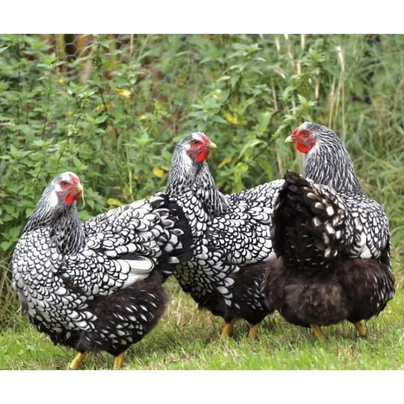 ไข่เชื้อไก่ไข่วายดอตต์​ จากประเทศ​อเมริกา​ ไก่ไข่สวยงามและไก่ไข่​ สวยๆเลยครับ ภาพที่ 2